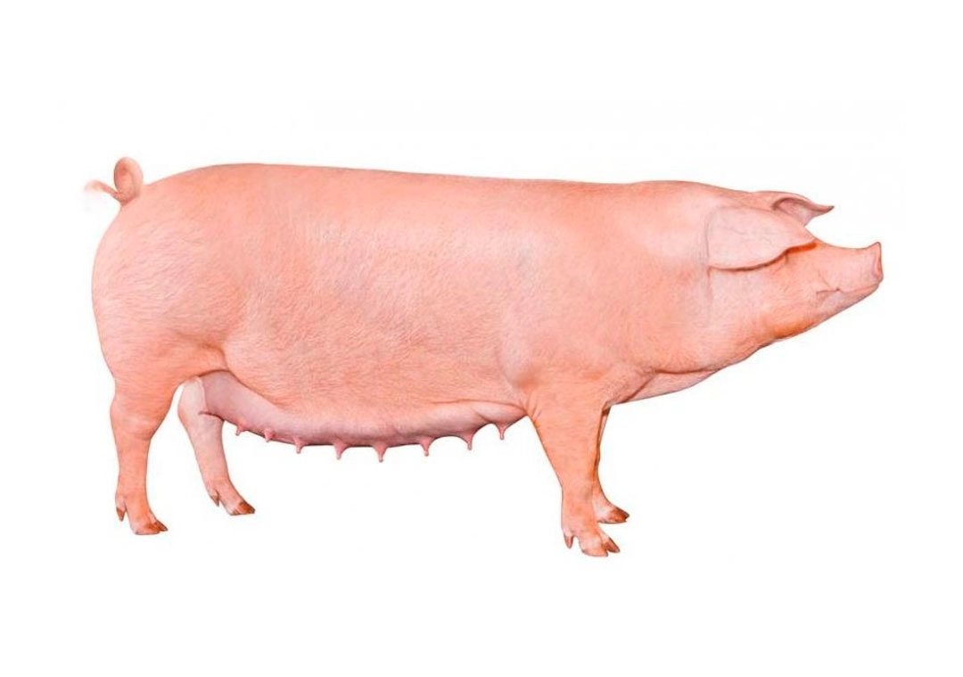 Imagen de Landrace