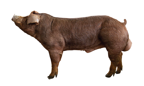 Imagen de Duroc